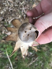 Myriostoma
