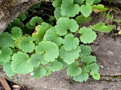 Jovellana repens
