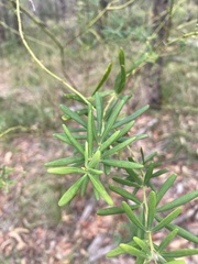 Gompholobium latifolium