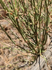 Ephedra chilensis