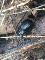 Scaphinotus interruptus