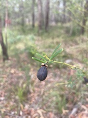 Gompholobium latifolium