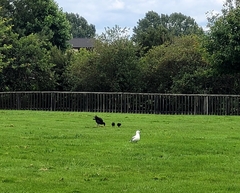 Porphyrio melanotus melanotus