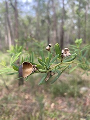 Gompholobium latifolium