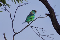 Barnardius zonarius barnardi