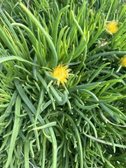 Conicosia pugioniformis