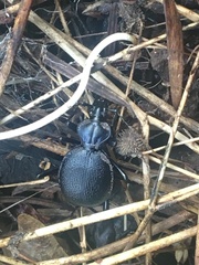 Scaphinotus interruptus