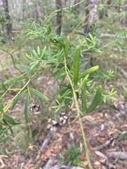 Gompholobium latifolium