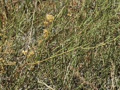 Ephedra chilensis