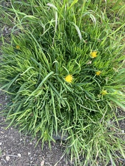 Conicosia pugioniformis