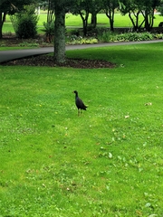 Porphyrio melanotus melanotus