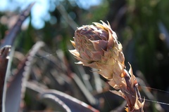 Cynara cardunculus