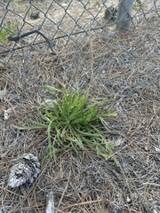 Plantago coronopus