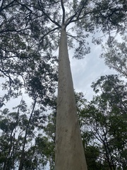 Eucalyptus racemosa