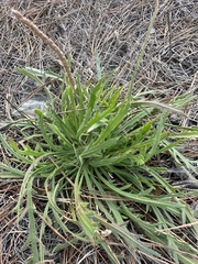 Plantago coronopus