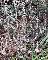 Perilla frutescens