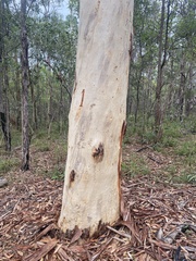 Eucalyptus racemosa