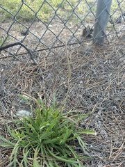 Plantago coronopus