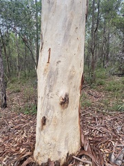 Eucalyptus racemosa