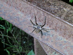 Polybetes pythagoricus