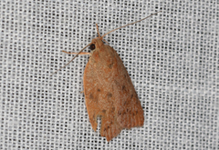 Prionocris protoxantha