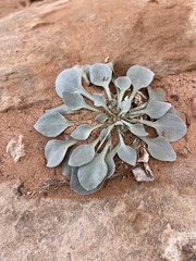 Physaria chambersii
