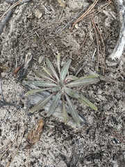 Camissoniopsis