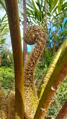 Cyathea arborea
