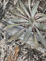 Camissoniopsis