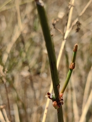 Ephedra chilensis