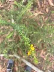 Phyllota phylicoides