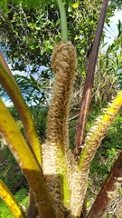 Cyathea arborea