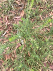 Phyllota phylicoides