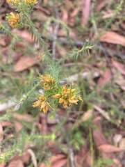 Phyllota phylicoides