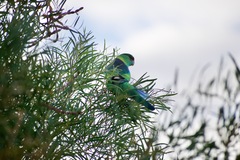 Barnardius zonarius barnardi