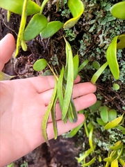 Pyrrosia eleagnifolia