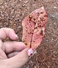 Oxydendrum arboreum