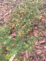 Phyllota phylicoides