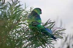 Barnardius zonarius barnardi