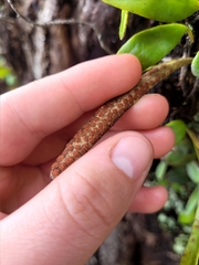 Pyrrosia eleagnifolia