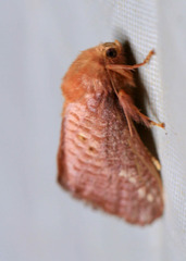 Doratifera quadriguttata