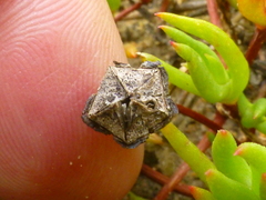 Lampranthus filicaulis