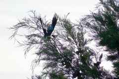 Barnardius zonarius barnardi