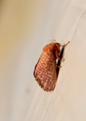 Doratifera quadriguttata