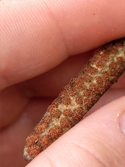 Pyrrosia eleagnifolia