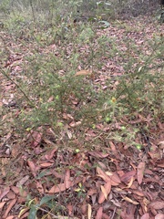 Phyllota phylicoides