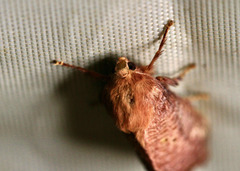 Doratifera quadriguttata