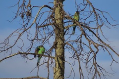 Barnardius zonarius barnardi