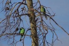 Barnardius zonarius barnardi