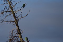 Barnardius zonarius barnardi